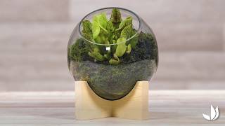 DIY terrarium  boule Sarracenia  Collection Klaas Van Tilburgh x Truffaut [upl. by Gunner]