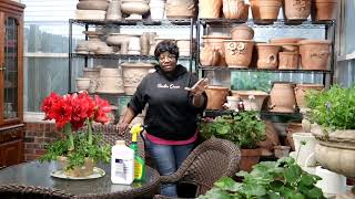 HOME DEPOT INVENTORY  NO ONE HAS ALL THE ANSWERS  FERTILIZING amp TINY HOUSE DETAILS  GARDEN QUEEN [upl. by Charline]