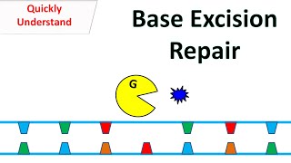 Base excision repair [upl. by Cinderella]