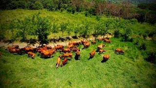 Cómo Construir una Empresa Ganadera Rentable  TvAgro por Juan Gonzalo Angel [upl. by Eigla84]