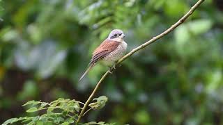 The Tiger Shrike  WILDLIFE SINGAPORE BIRDING  4K [upl. by Annaiek]