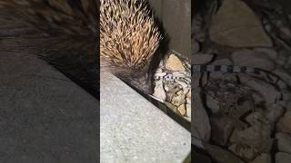 Hedgehog coming in my garden [upl. by Luwana]