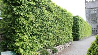 A focus on Hornbeam hedging All you need to know about Carpinus betulus [upl. by Anyad]