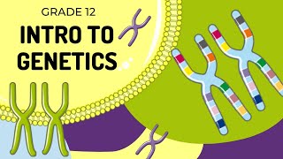 EASY TO UNDERSTAND  INTRO TO GENETICS [upl. by Nylesor]