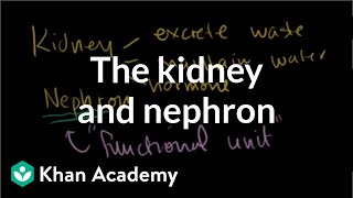 The kidney and nephron  Renal system physiology  NCLEXRN  Khan Academy [upl. by Ahsaetan]