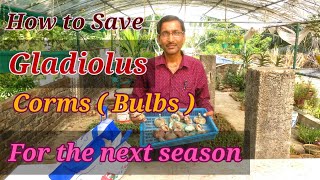 How To Save Gladiolus Corms  Bulbs for The Next Season [upl. by Parnell]