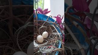 Bird nest in hanging carry terracegarden bałkany birdnest eggs shorts youtubeshorts newlife [upl. by Adna116]