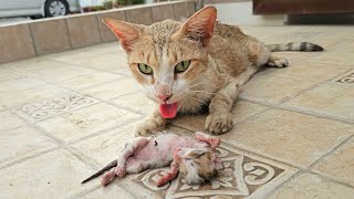 A crying mother cat brought her dying kitten to a man Just unbelieveble [upl. by Nnyluqcaj]