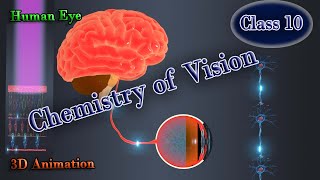 How vision possible Chemistry of Vision [upl. by Alyac555]