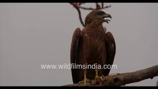 Black Kite sitting pretty on a Semal tree [upl. by Nylknarf]