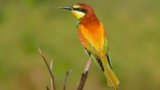 Золотистая щурка  Merops apiaster [upl. by Freedman544]