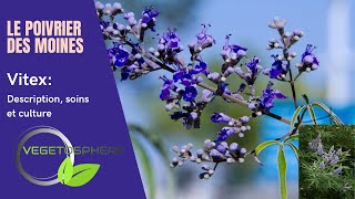 Le Vitex encore appelé Poivrier des Moines Gatillier  Arbre chaste [upl. by Hairehcaz248]