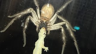 Huntsman Spider Eating Lizard Next To Family Meal [upl. by Beaver806]