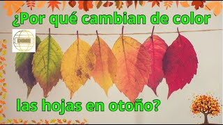 ¿Por qué cambian de color las hojas en otoño [upl. by Blondelle883]