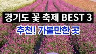 가을여행 추천 경기도 꽃 축제 BEST 3ㅣ가을 꽃 축제 가을 여행지 추천ㅣ당일치기 여행 가볼만한곳 소개ㅣ한탄강 생태경관단지 임진강 댑싸리공원 천만송이 천일홍 축제 [upl. by Ayres172]