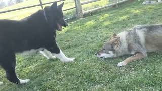 Shikoku and Karelian Bear Dog  Positive Play [upl. by Yehs]