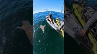 Taxman aka 🦈 shark kayakfishing florida [upl. by Ahsikan]