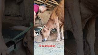 quickest and easiest intravenous injection in jugular veinanimal shortviral cow [upl. by Kasey]