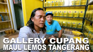 GALLERY CUPANG MAUL LEMOS [upl. by Demb]