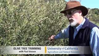 Pilot Video Pruning a Medium Density Olive Tree [upl. by Aivatra]