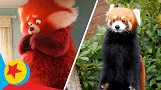 Turning Red Real Life SideBySide  Pixar [upl. by Dilahk584]