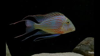 6 Geophagus sveni Parana 1 Flagtail [upl. by Armillda]