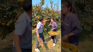 Why is The Gardener Doing This to Me  Persimmon Fruit Farming shorts farming youtubeshorts [upl. by Htirehc]