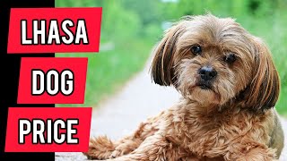 Lhasa dog price in India 2021  Lhasa dog price  Lhasa Apso dog  lhasadogprice [upl. by Lona698]