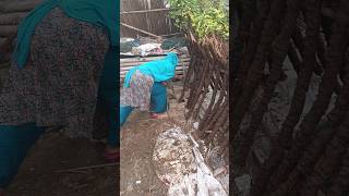 A village woman released the duck from the duck house amp Eggs from the duck house [upl. by Teahan]