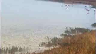 Lagoas salgadas paraíso dos Flamingos Chile🦩🦩🦩 [upl. by Aikemehs]