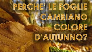 Perché le foglie cambiano colore dautunno [upl. by Nivlak712]