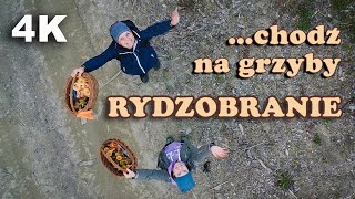 Rydzobranie chodź na grzyby grzybobranie 27102024 grzyby2024 [upl. by Ahsieat]