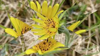 The Beauty of Flowers Tragopogon pratensis [upl. by Waldron]