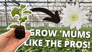 Cut Flower Growing  How To Grow Commercial Chrysanthemums [upl. by Alludba]