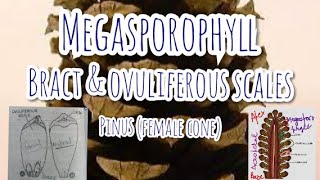 Megasporophylls of Pinus cone  Bract and Ovuliferous scales Gymnosperms [upl. by Eibbob23]