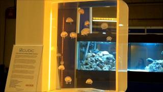 Cubic™ Desktop Jellyfish Aquarium  Aquatics Live London [upl. by Kcirdlek]