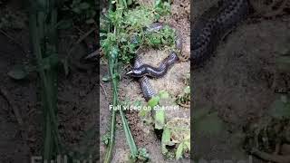 Vallikkavu temple snake Baby snake Pga kerala Snakes video Poisonous snakes [upl. by Luaped]