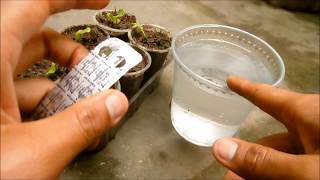 APRENDER A USAR ASPIRINAS COMO ESTIMULANTE PARA PLANTAS [upl. by Nirre821]