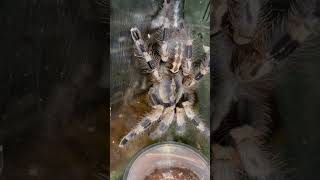 Poecilotheria Miranda tarantula poecilotheria miranda [upl. by Ardnaskela]