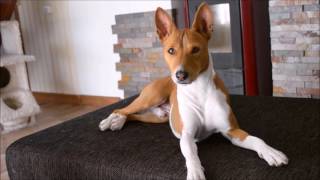 Deep conversation with a basenji [upl. by Mccormac]