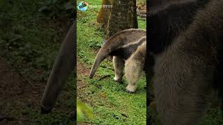 Anteaters animalsmsdsurvey shorts [upl. by Ajile817]