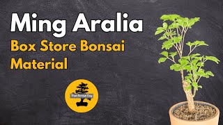 Ming Aralia Bonsai Material First Steps [upl. by Cyril]