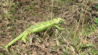 Aberdares Helmeted Chameleon [upl. by Llerrom508]