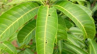 inspection of a mango tree  26 October 2024 [upl. by Lapides147]