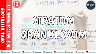 Stratum Granulosum  OMM  Dr Paridhi Agrawal [upl. by Rossing]