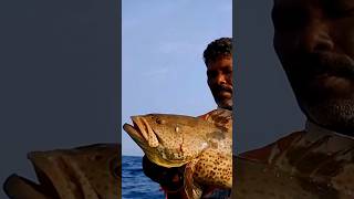 Grouper Fishing Video grouperfish [upl. by Sessler]