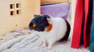 Guinea Pig Introduction amp Bonding with so much Popcorning [upl. by Eaves]