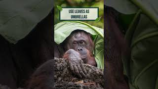 Orangutans Are ToolUsing Geniuses 🧠🐒 amazinganimals orangutan smartanimals wildlifefacts [upl. by Marlin21]