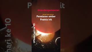 membuat penetasan ember penetasanember menetaskantelurayam [upl. by Ellenaej616]