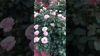 ‘Savannah’ Award Winning Hybrid Tea Rose [upl. by Casimire]